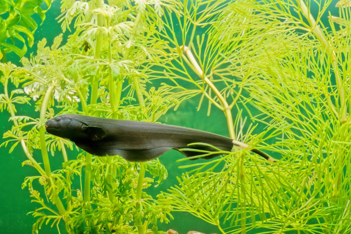 Caring For Your Black Ghost Knife Fish (Apteronotus Albifrons)