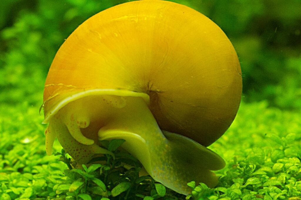 Everything You Need To Know About Mystery Snails (Ampullaria) Inc. How To Breed And Care