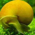 Everything You Need To Know About Mystery Snails (Ampullaria) Inc. How To Breed And Care