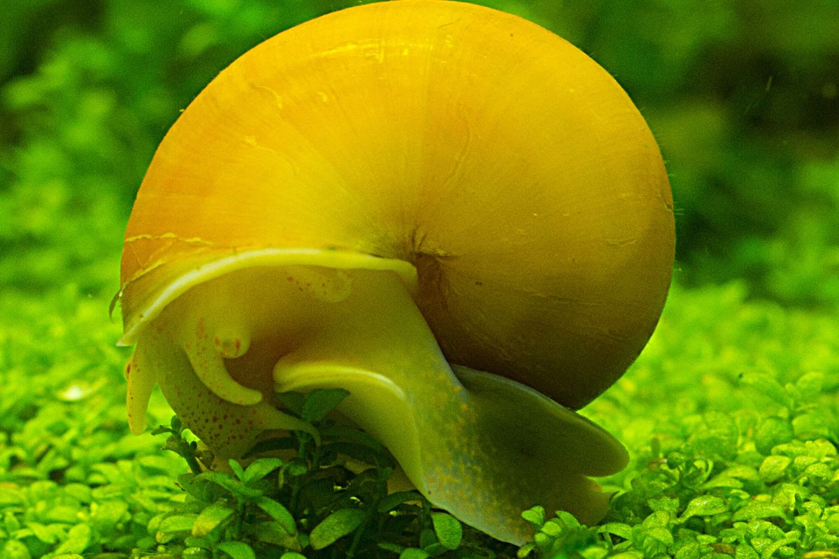 Mystery Snails: A Guide To Care And Maintenance