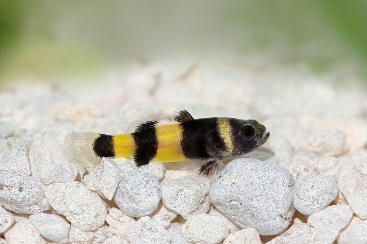 Health Problems In Bumblebee Gobies