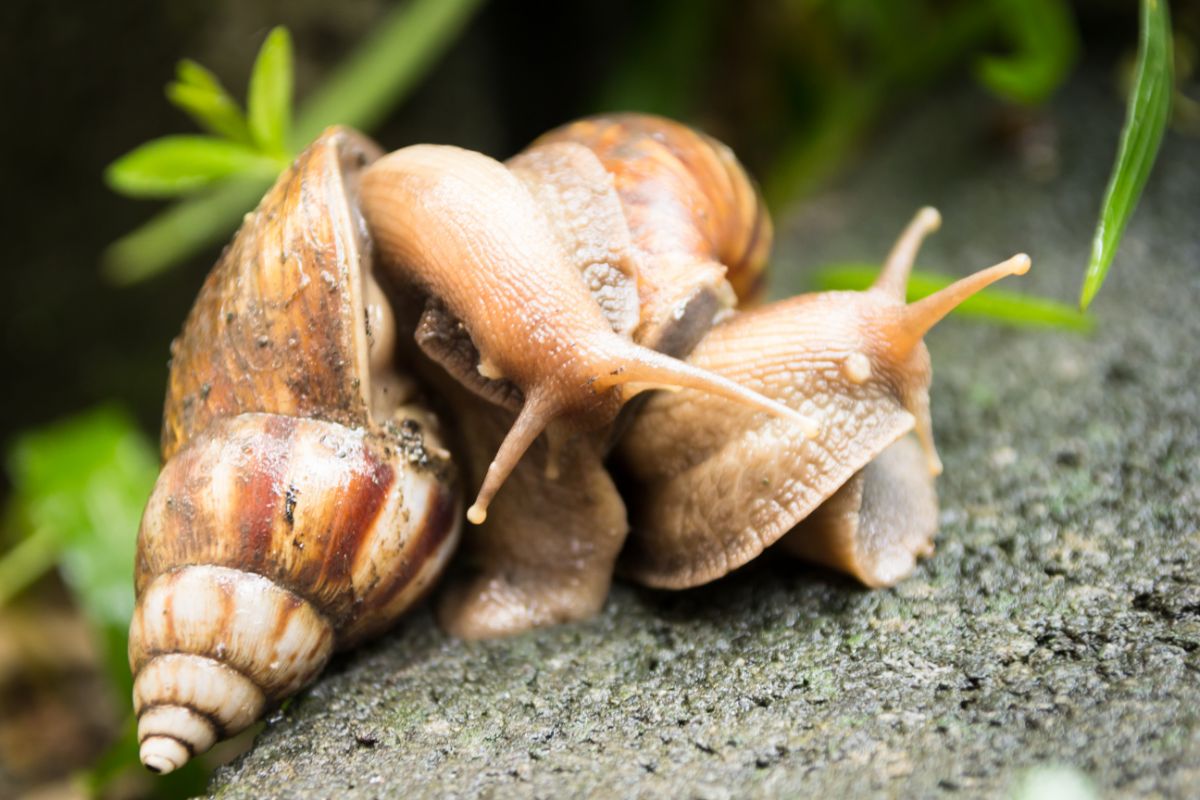 Malaysian Trumpet Snails Tank Cleaners Extraordinaire Malaysian Trumpet Snails Tank Cleaners Extraordinaire