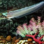 How To Care For Your Glass Catfish (Kryptopterus Bicirrhis): Full Care Guide