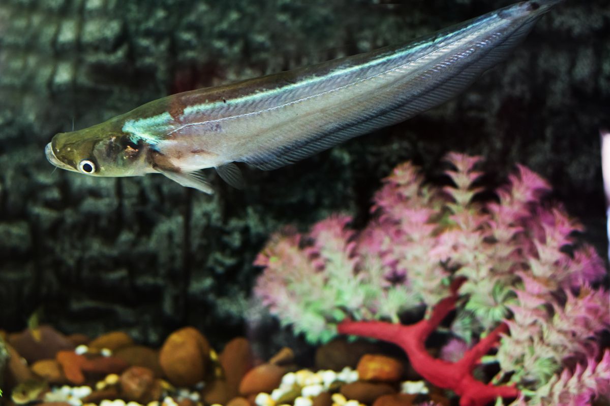 How To Care For Your Glass Catfish (Kryptopterus Bicirrhis): Full Care Guide