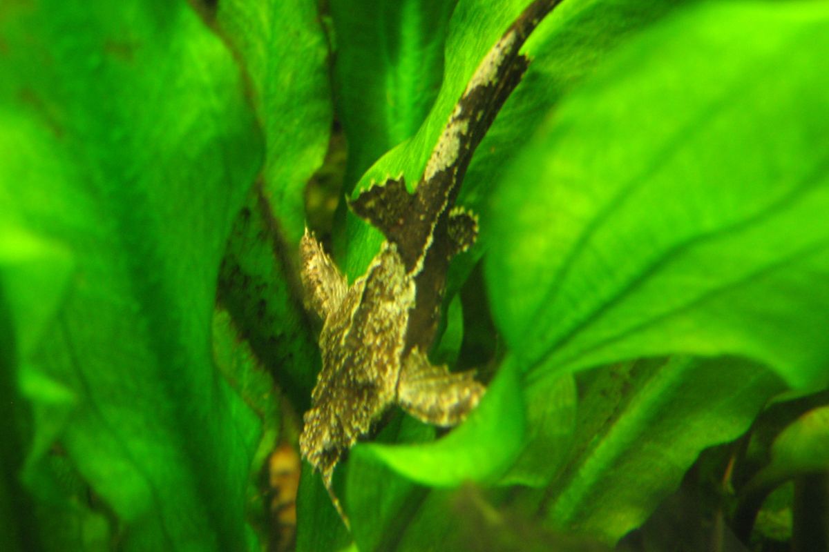 How To Care For Your New Banjo Catfish (Bunocephalus) Full Care Guide