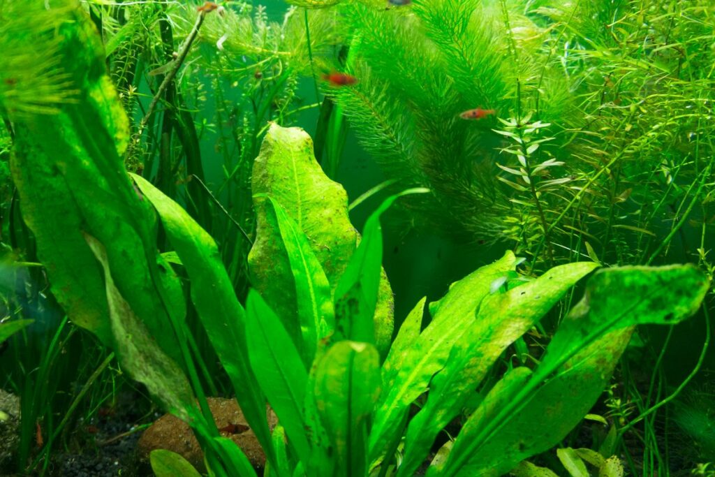 How To Care For Your New Java Fern: Planting, Propagation, Care & More