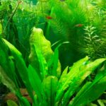 How To Care For Your New Java Fern: Planting, Propagation, Care & More