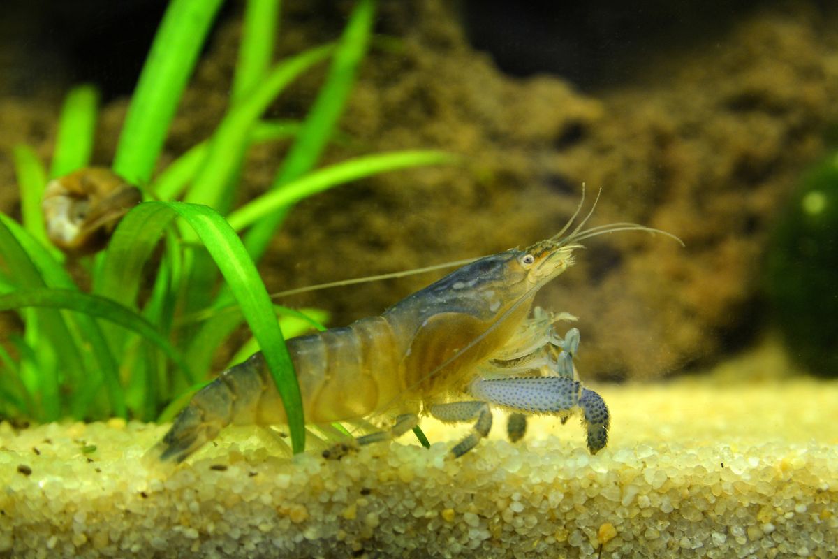 How To Care For Your New Vampire Shrimp (Atya Gabonensis): Diet Feeding, Breeding & More