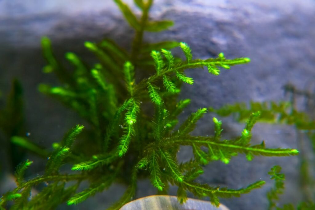 How To Grow & Care For Java Moss