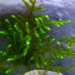 How To Grow & Care For Java Moss