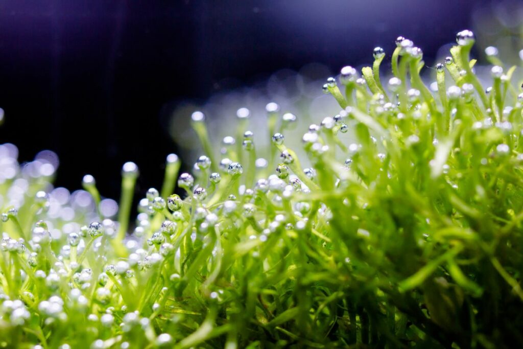 How To Grow Crystalwort (Riccia Fluitans): Planting, Propagation, Care & More