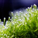 How To Grow Crystalwort (Riccia Fluitans): Planting, Propagation, Care & More