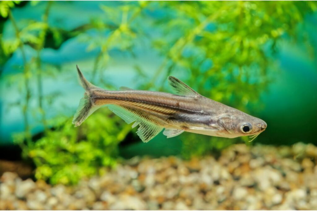 How To Keep And House Iridescent Sharks (Pangasius Hypophthalmus): Diet Feeding, Breeding & More