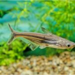 How To Keep And House Iridescent Sharks (Pangasius Hypophthalmus): Diet Feeding, Breeding & More