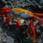 How To Keep Your New Red Claw Crabs (Sesarma Bidens): Full Care Guide