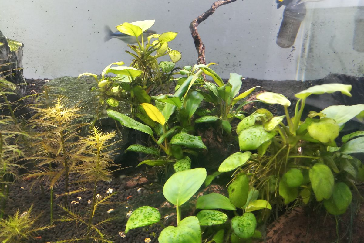 How To Plant & Grow Anubias Planting, Propagation, Care & More