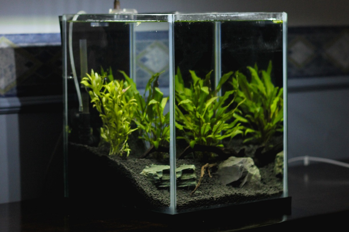 How To Plant Java Fern