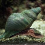 How To Succeed With Malaysian Trumpet Snails (Melanoides)