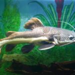 How To Succeed With Your New Red-tail Catfish (Phractocephalus): Diet, Feeding, Breeding & More