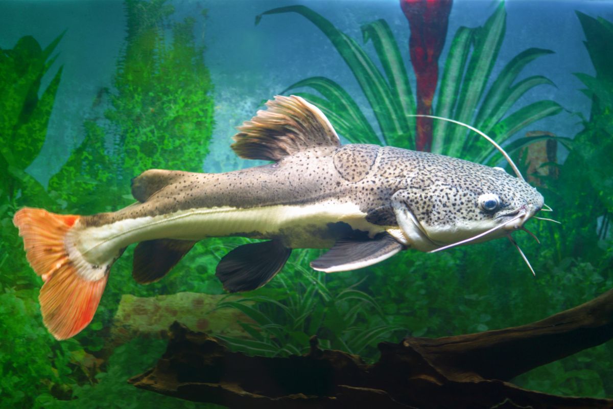 How To Succeed With Your New Red-tail Catfish (Phractocephalus): Diet, Feeding, Breeding & More