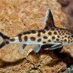 How To Successfully Keep Synodontis Petricola Catfish: Diet Feeding, Breeding & More