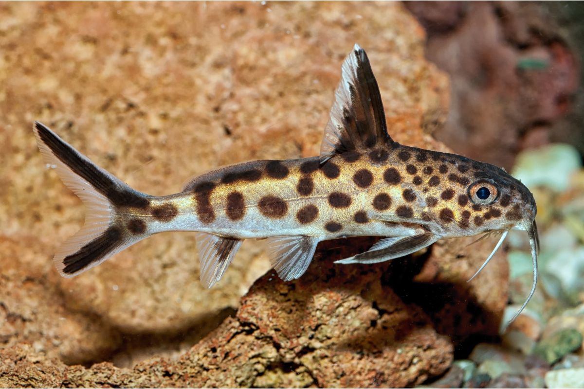 How To Successfully Keep Synodontis Petricola Catfish: Diet Feeding, Breeding & More
