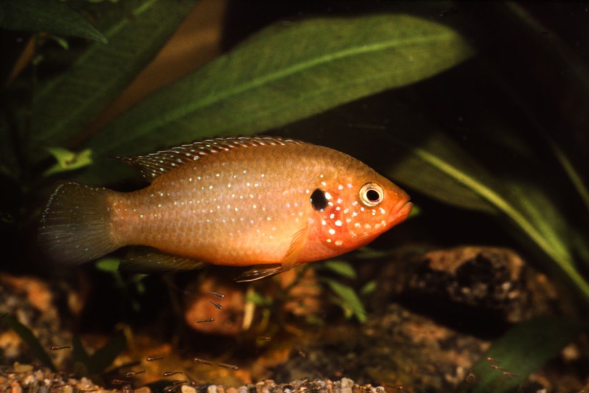 How to keep Jewel Cichlids (Hemichromis Bimaculatus): Diet Feeding, Breeding & More