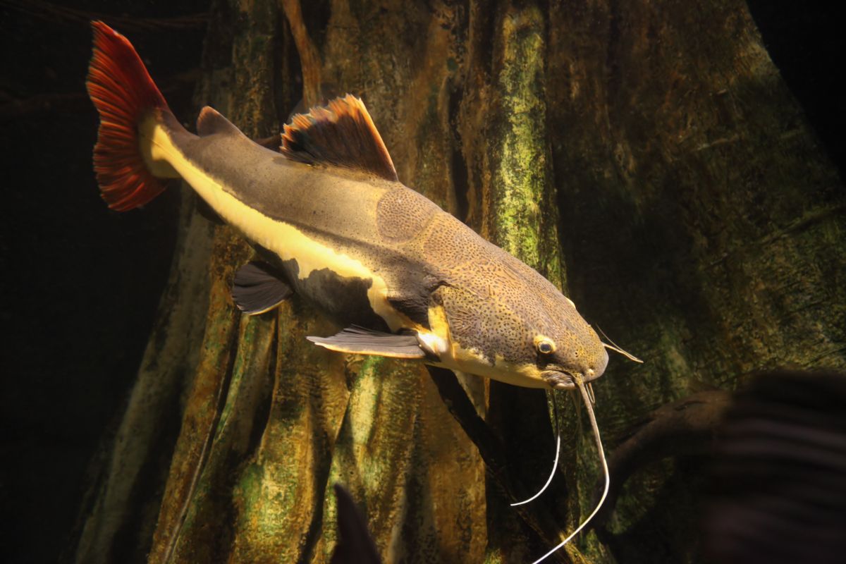 Redtail Catfish Size
