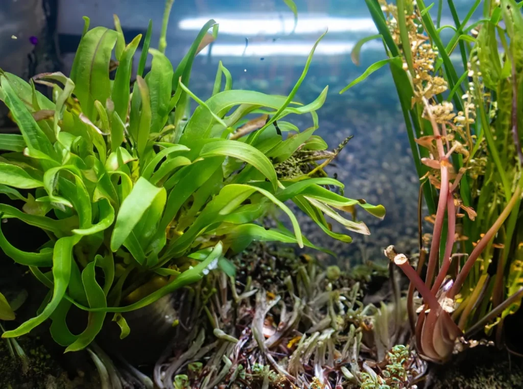 Aqua plants