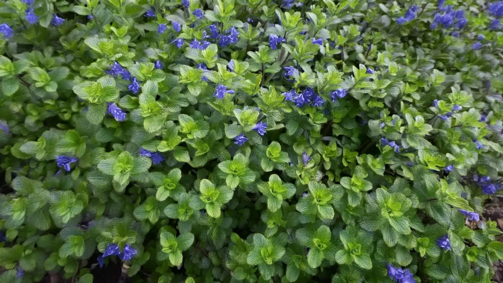 Bacopa caroliniana