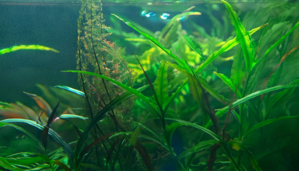 cryptocoryne parva