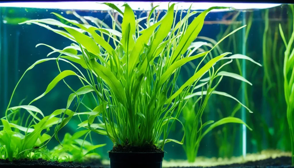 Cryptocoryne wendtii green