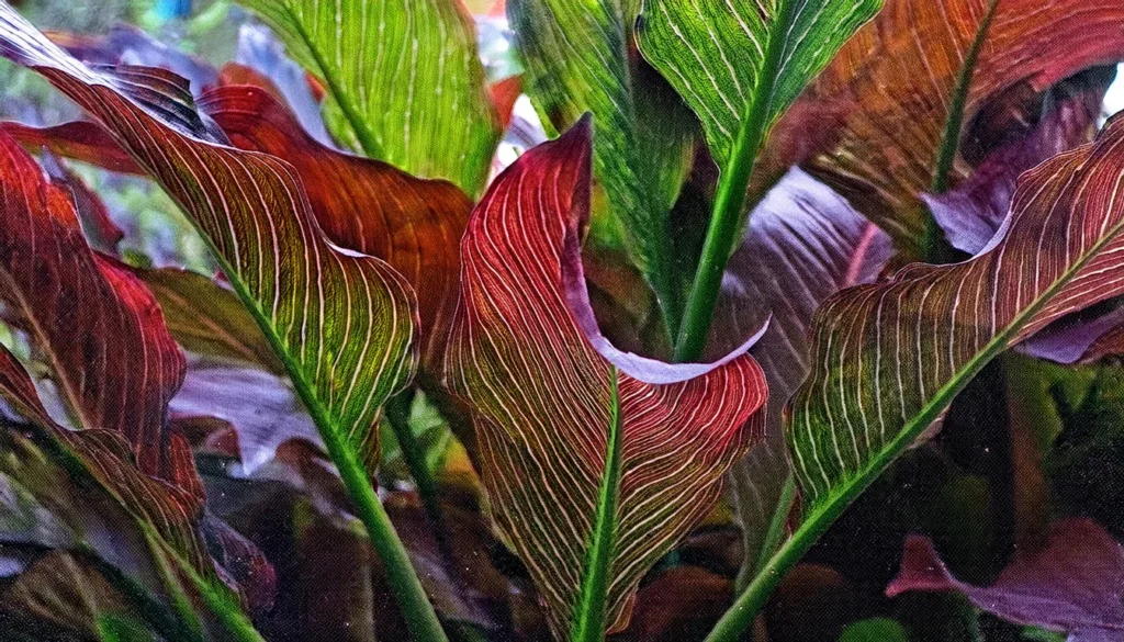 Echinodorus Aflame