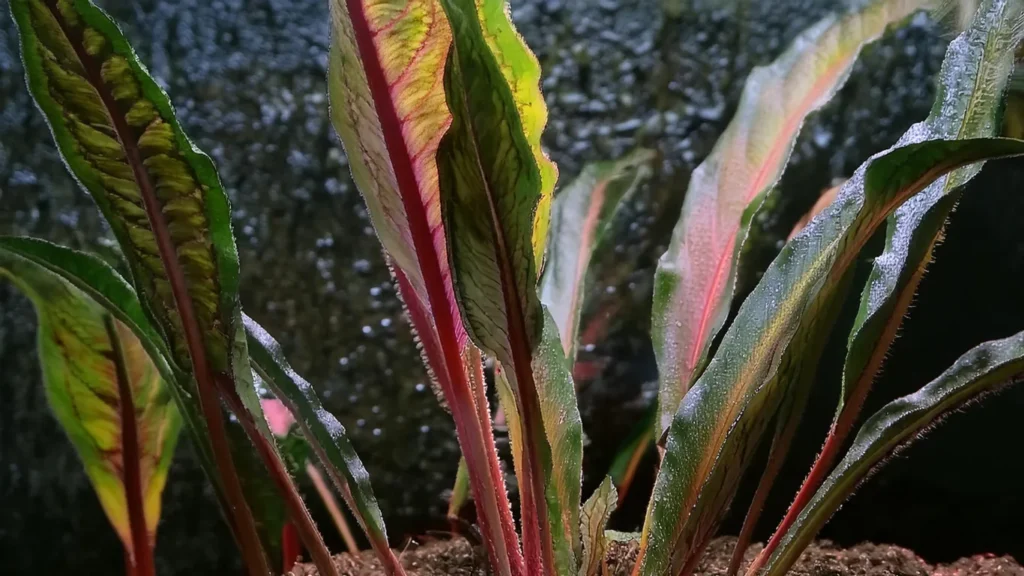 Echinodorus Horemanii Red