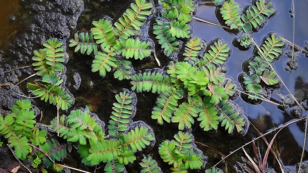 Salvinia Natans