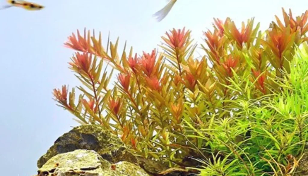 Rotala Rotundifolia Care