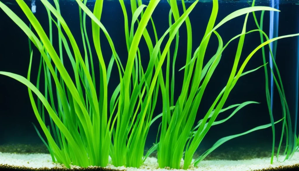 Vallisneria Spiralis