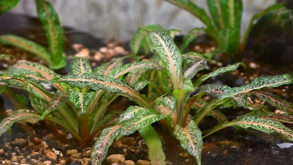 cryptocoryne wendtii tropica