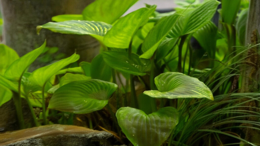 Anubias Hastifolia