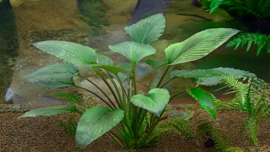 Anubias Hastifolia