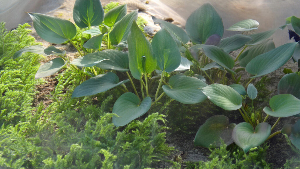 Anubias Hastifolia