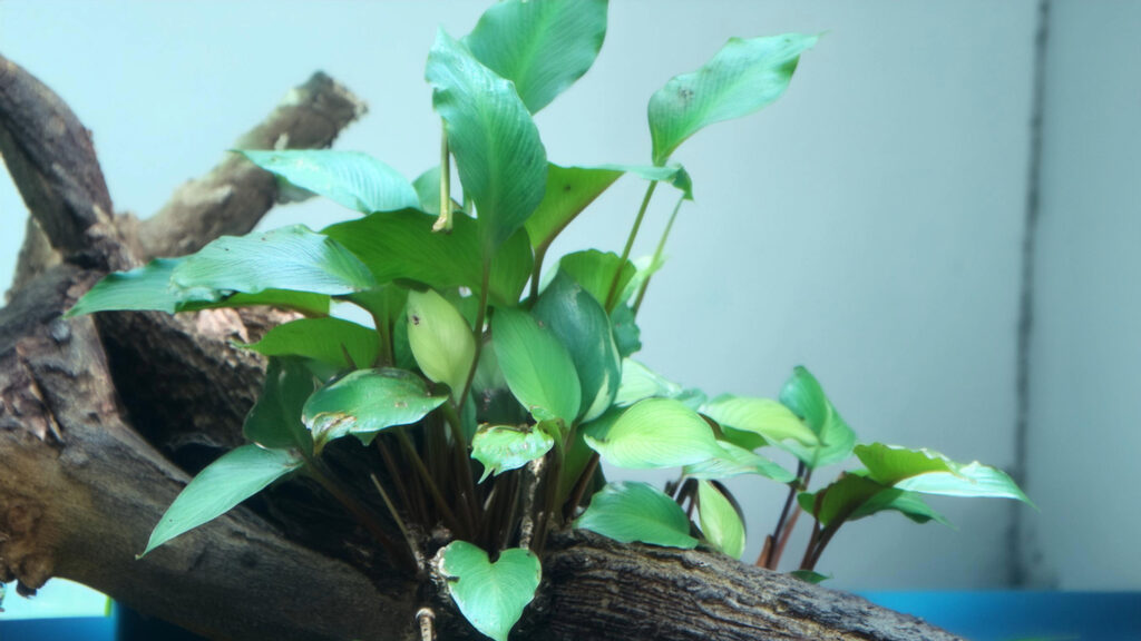 aqua plant