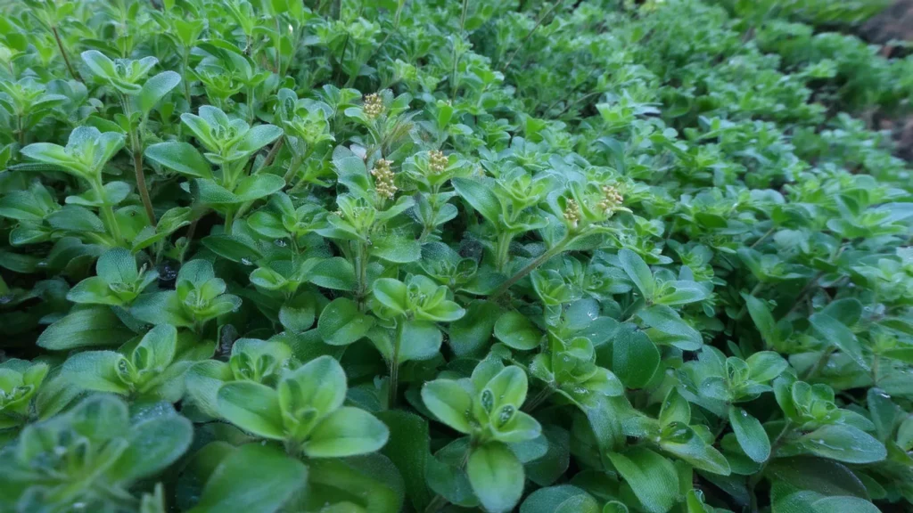  Bacopa caroliniana