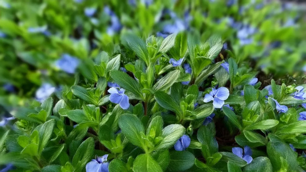  Bacopa caroliniana