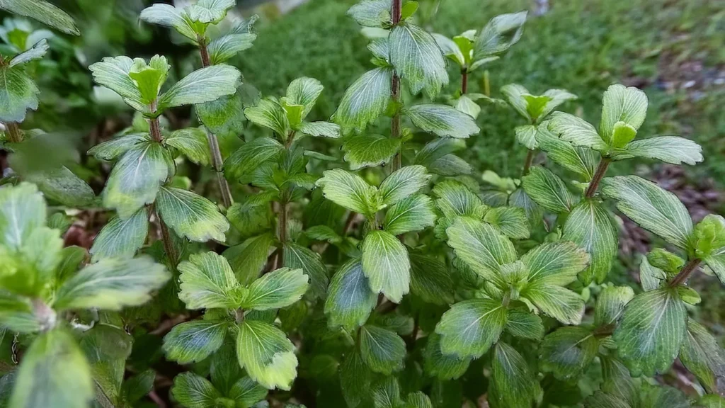 Bacopa Caroliniana