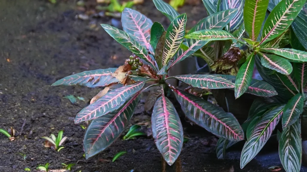 Bucephalandra Biblis