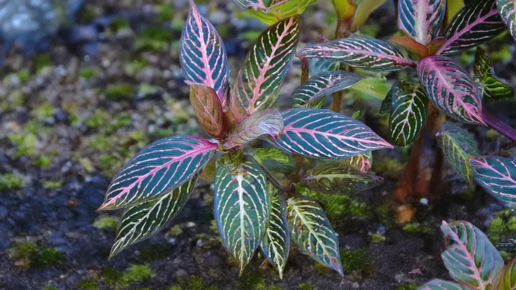 Bucephalandra Biblis