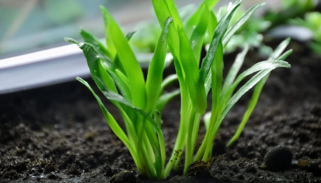 cryptocoryne parva