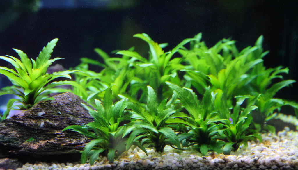 Companion Plants And Fishes to coexist