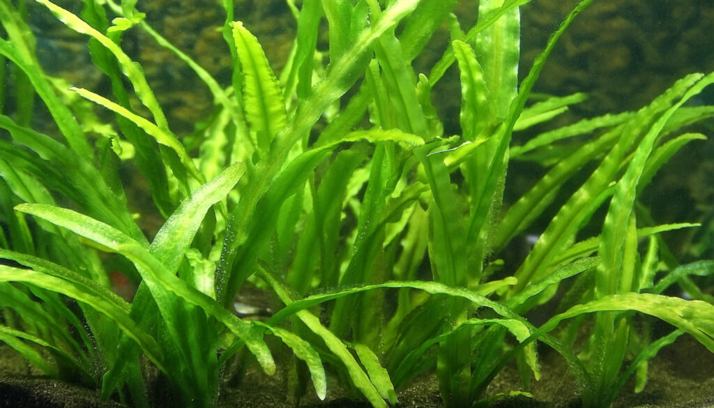 Cryptocoryne Spiralis